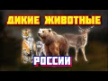 Дикие животные России. Звуки диких животных. Развивающие мультики