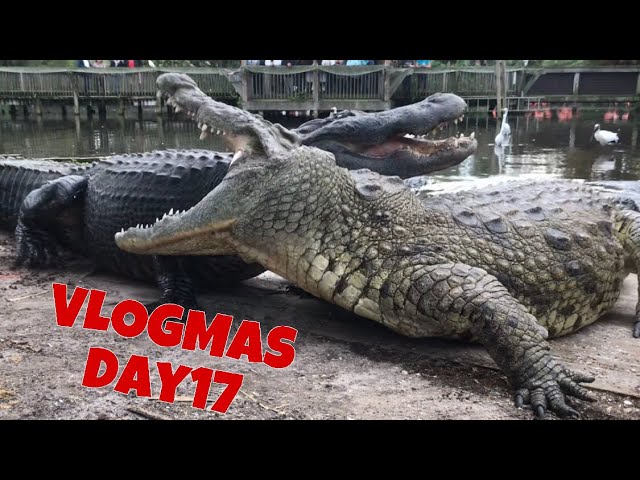 Lyle the Nile Crocodile! VLOGMAS DAY 17 class=