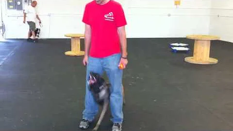 Chicago Dog Trainer