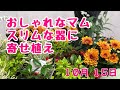 上からおしゃれなマムの寄せ植え