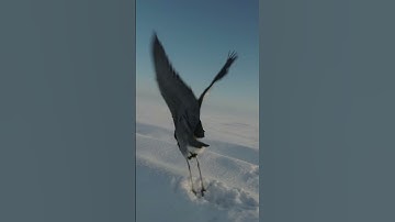 🕊️🕊️🕊️ BIRD CHASE #fpv #cinematic #birds