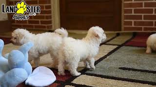 Cute Bichon Frise Puppies