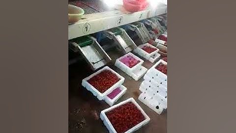 cherry tomato sorting machine