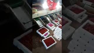 cherry tomato sorting machine