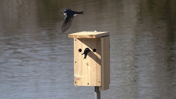 Tree Swallows on nest box