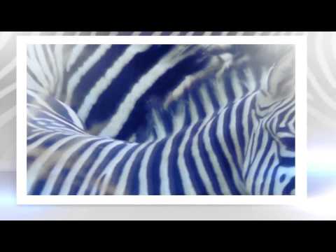 Video: Zebra Niyə Zolaqlıdır?