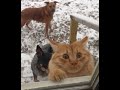 😺 Хозяин, у меня проблемы! 🐶 Смешное видео с собаками, кошками и котятами! 🐱