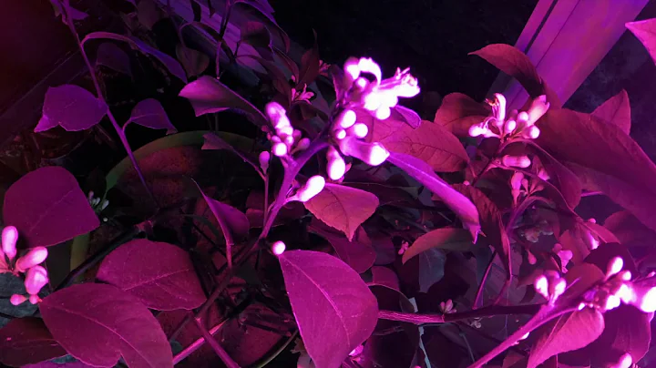 Lime Tree Blooming | Time Lapse