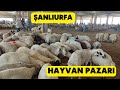 Anliurfa hayvan pazari kurbanda fiyatlar heryerde birbirine yakn