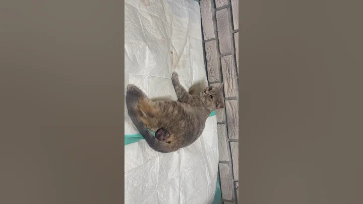 Video 4808731: kitty britishshorthair scottishfold kittens, britishshorthair scottishfold kittens cat, cat kitten munchkin britishshorthair, cat funny scottishfold kitten, pet cat kitten kitty, kitty kitten pet cute