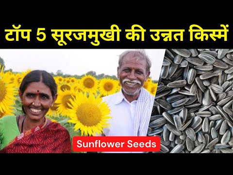 वीडियो: वार्षिक सूरजमुखी: खेती की विशेषताएं, विवरण और प्रकार