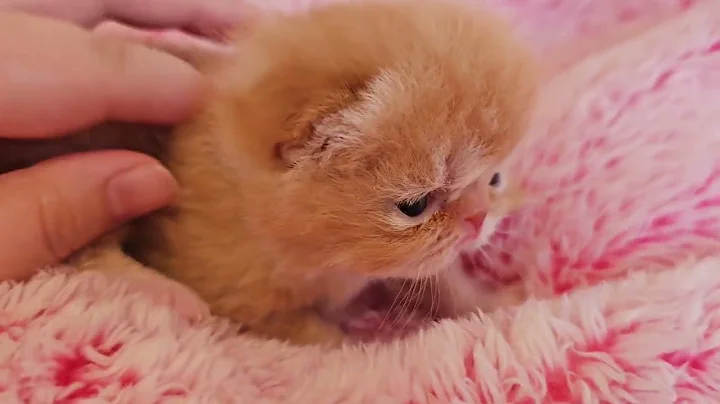 Video 5270461: exotic shorthair persian, exotic shorthair boy, exotic shorthair baby