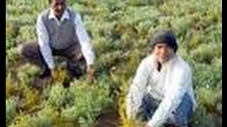 STEVIA CULTIVATION IN INDIA