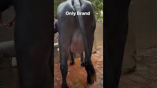 #llBlackdiamond#lltrendingshorts#llshortsvideo#ll🐃🐃💸🐃💸💪💯🤗💪💸🐃#lltrending#llblackgold#lldehatiagniveer