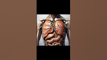 AI art in human anatomy #youtubeshorts