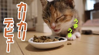 【保護子猫】ミルク大好きすぎる子猫がついに初めてのカリカリに挑戦 by おまきねこ 1,407 views 1 month ago 3 minutes, 31 seconds