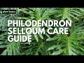 Philodendron Selloum Care Guide