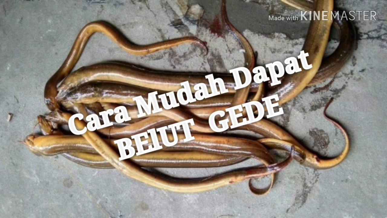 Cara Mudah Mendapatkan Belut Gede 