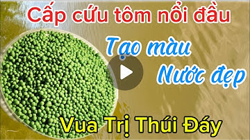 CẤP CỨU TÔM NỔI ĐẦU, TRỊ THÚI ĐÁY MƯƠNG