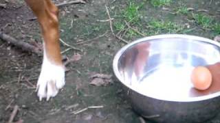 Boxer dog eating a raw lamb shoulder [fillet] and a raw egg