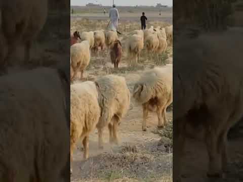 تربية الاغنام في العراق