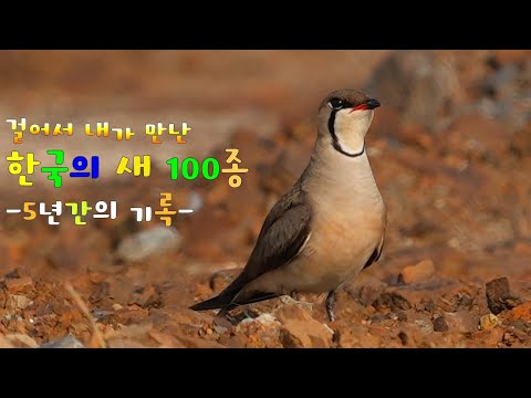 걸어서 내가 만난 한국의 새 100종 5년의 기록 나의 탐조 아카이브