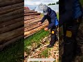 Log Debarking Process – Removing Tree Bark with Traditional Woodworking Techniques