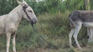 New Village Discovery Farm23 August 2023
