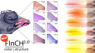 Measuring protein expression and cell morphology with FInCH Fiji plugin
