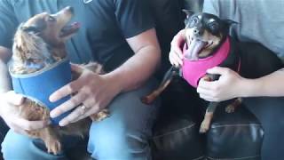 Adopt Ruby and Tiny, The Chunky Dog Besties