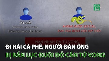 Đắk Lắk: Đi hái cà phê, người đàn ông bị rắn lục đuôi đỏ cắn tử vong | VTC14
