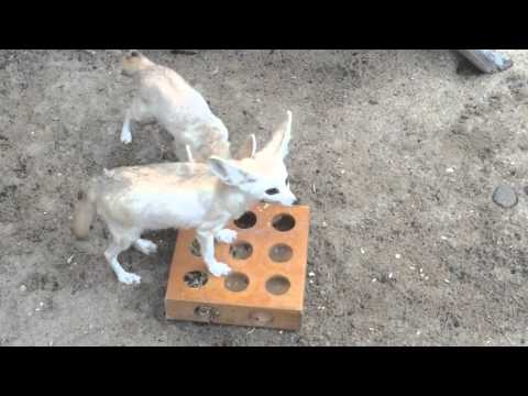 Fennec fox