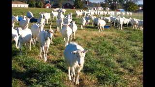 Want To Win A Free Goat Farm in Alabama?