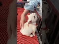 angry reaction of dog #funny #viral #shorts #ytshorts #@aayankashyap088