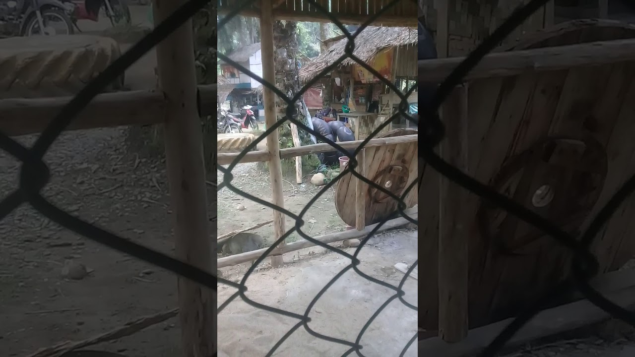 Cara memasang jaring ikan