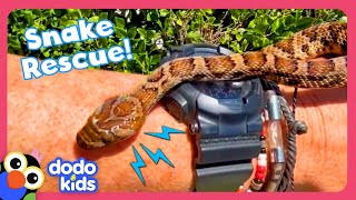 Man Rescues Snakes From Dog