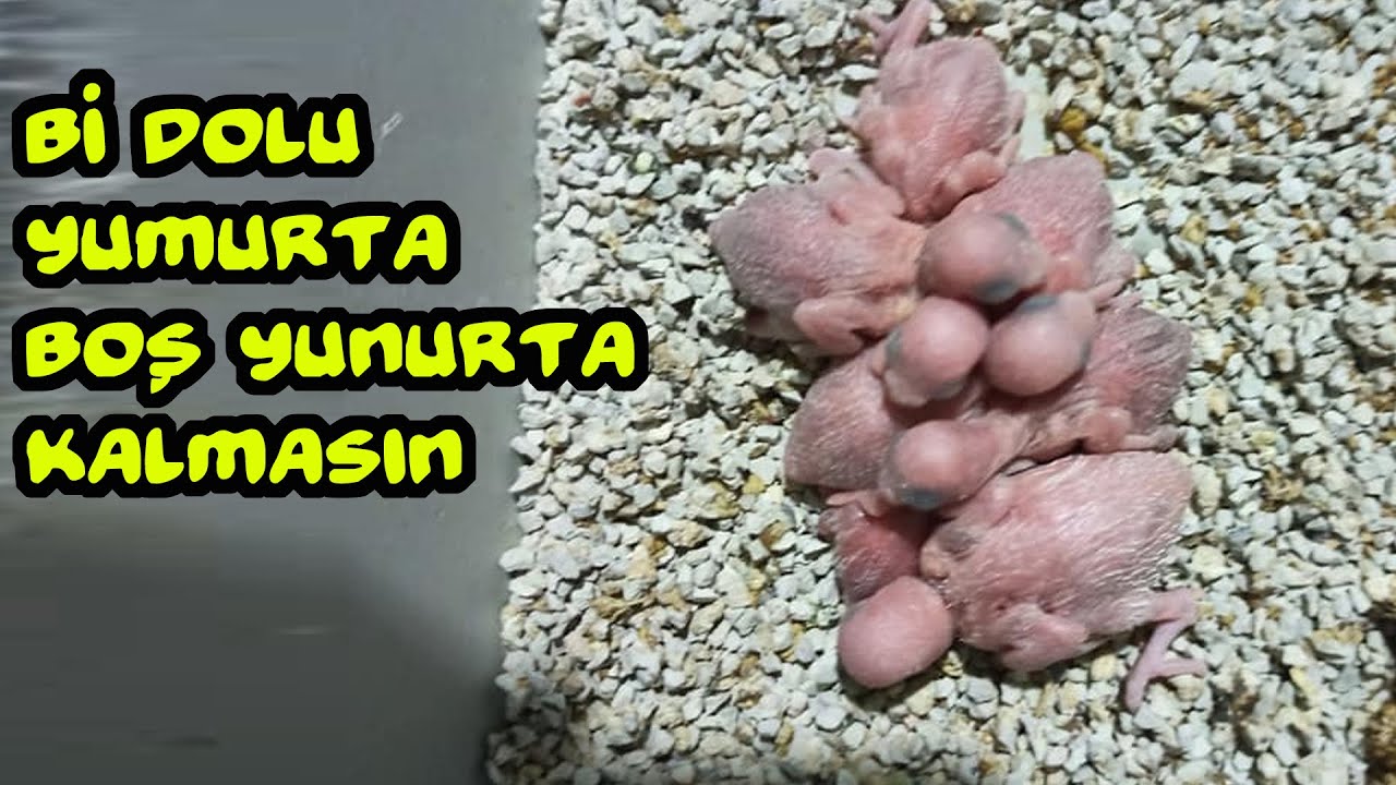 Muhabbet Kuşu Yumurta Doluluk Artırma ?  VLog