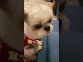 【シーズー】くつろいでいたらブツブツ文句言われたわwww #shorts