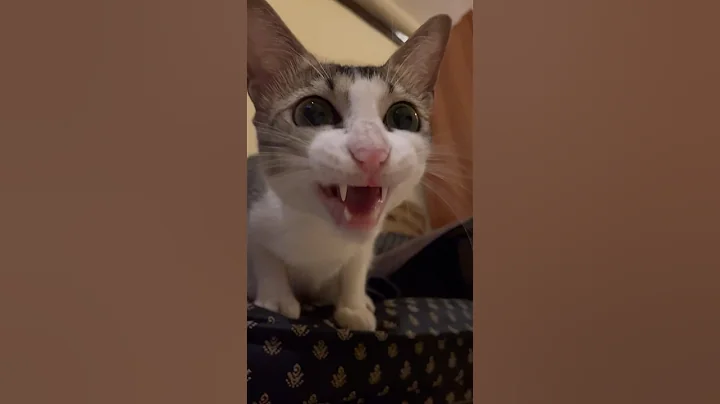 ekekekkekkek 🗣️