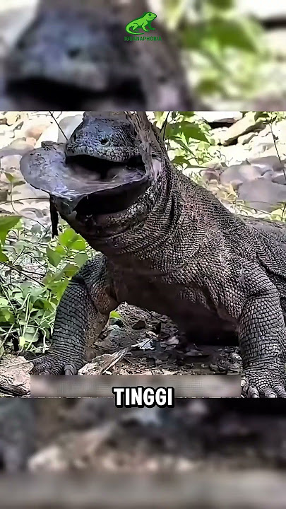 Kenapa ikan mola mola tidak disukai nelayan?