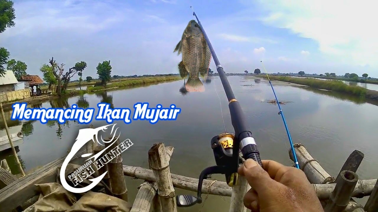 Memancing Ikan Mujair 