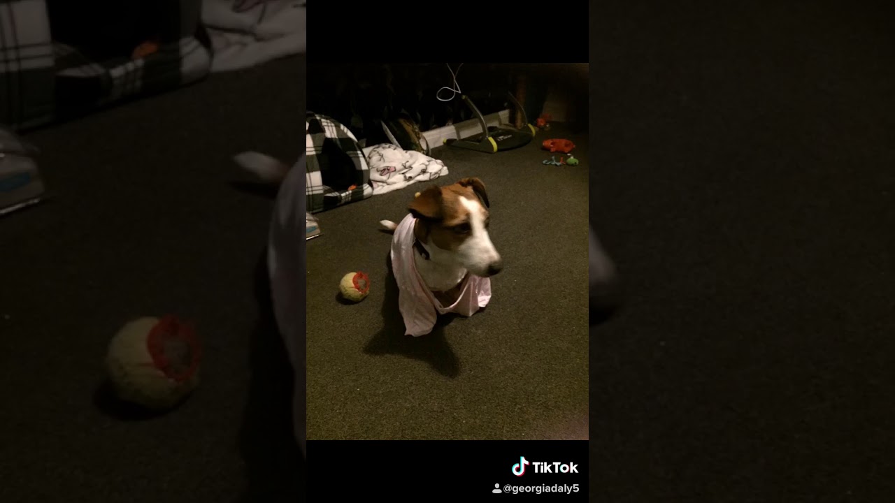Cute dog making tik Tok - YouTube