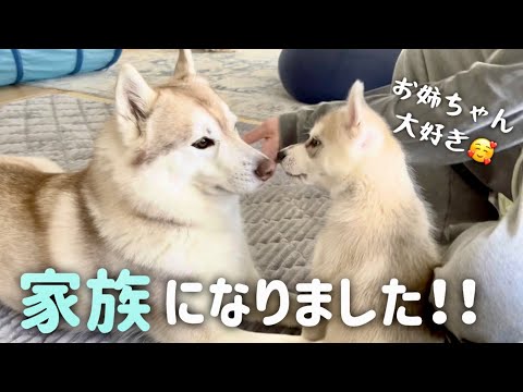 すたすく様ふわふわベビーハスキーちゃんmilkcocoa 【公式通販】