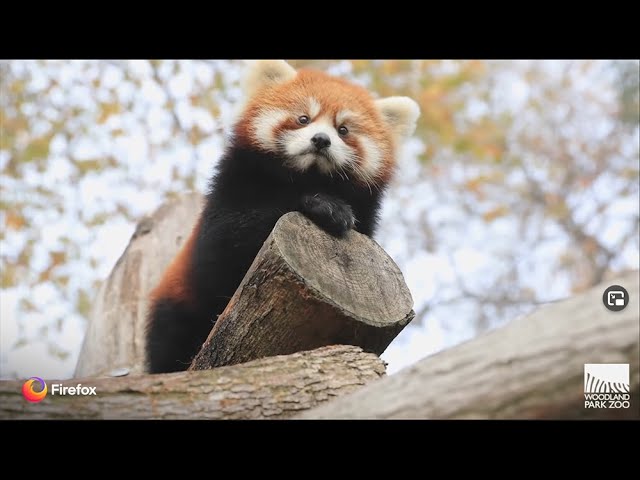 Red Panda Cubs Firefox Woodland Park Zoo Youtube