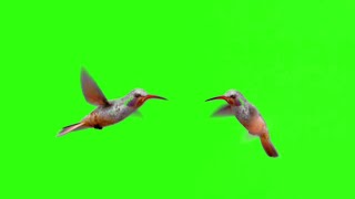 Green screen hummingbird | Green screen birds flying video hd