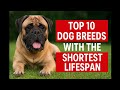 Top 10 Dog Breeds with the Shortest Lifespan
