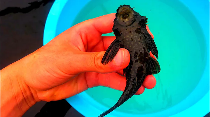 Can you add a common Pleco fish to a koi pond?