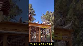 Mike Tyson Shows Off His Pigeons