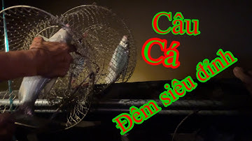 Điểm câu cá cốc sông cần thơ| Trung Đoàn Fishing