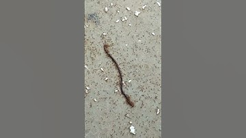 Earthworm & ants. #ants #shorts